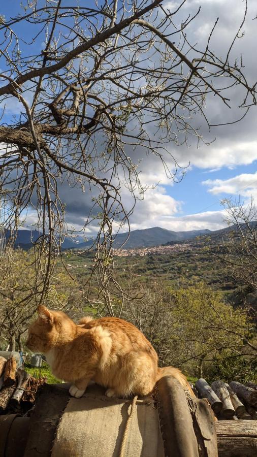 Room In Casa Castiglia A Woodhouse With Beautiful View Close Madonie Park Castelbuono  Exterior foto